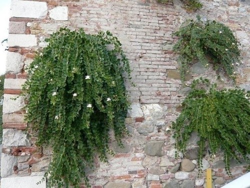 Pianta cappero - da, 9l)