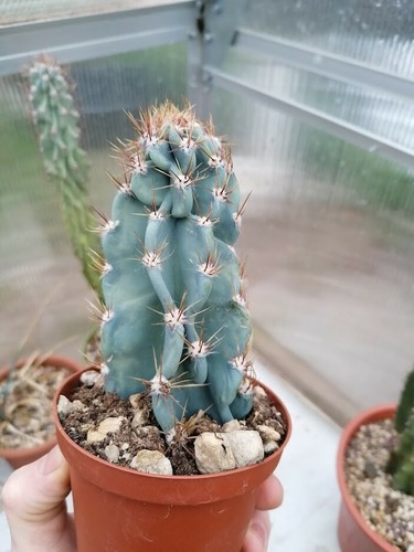 Cereus cactus colonnare facile - cereus,