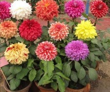 DM 1783VT Dalia Dalie Mix