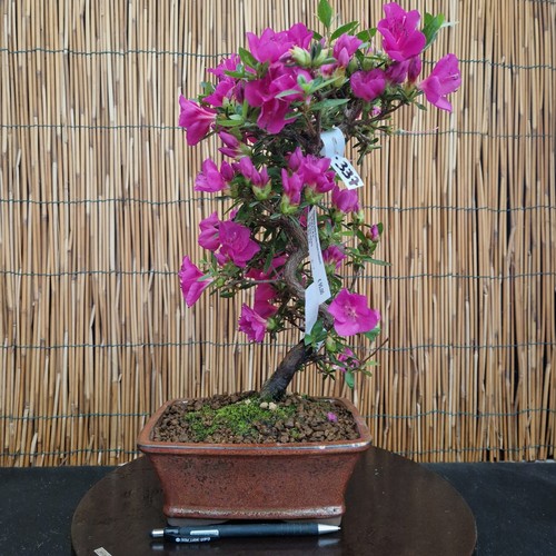 Bonsai azalea 39cm - di, visita