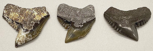 Gruppo denti di squalo - denti,