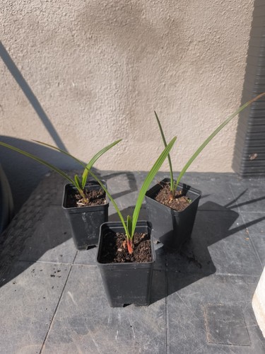 Chamaerops humilis var - chamaerops,