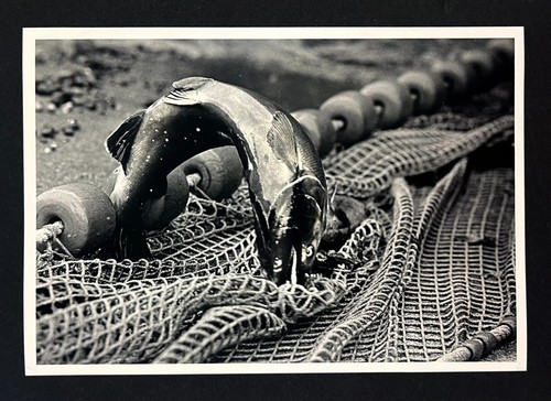 1984 green river hatchery - river,