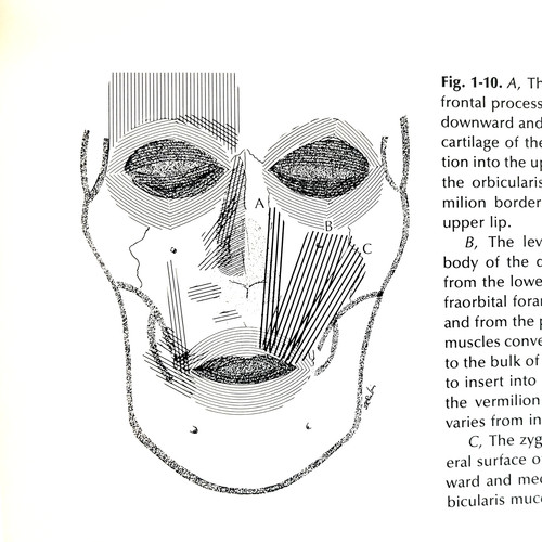 Vintage reanimation the - vintage, of