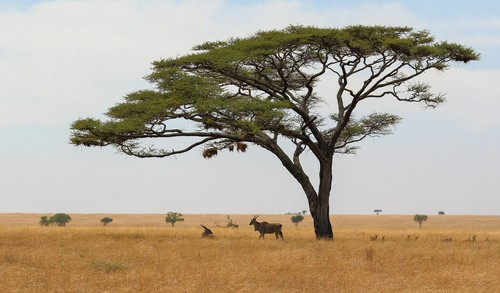 Acacia tortilis ad - acacia,