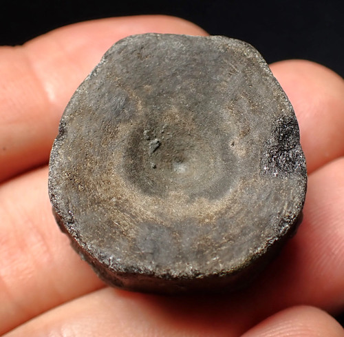 Jurassic ichthyosaur bone