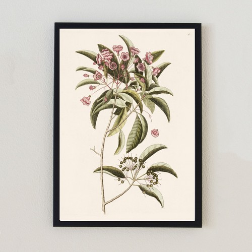 Illustrazione pianta vintage