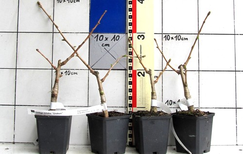 Ginkgo biloba globus forma - ginkgo,