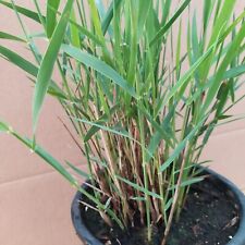 N2 Canna Di Palude O Cannuccia