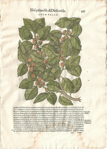 Stampa antica mattioli - stampa,