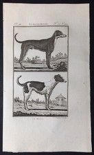 Stampa antica Cane Alano Le