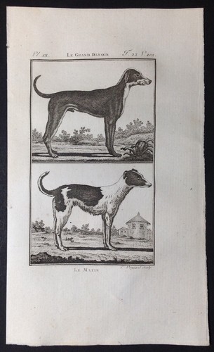 Stampa antica cane alano - antica,