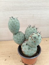 9487  TEPHROCACTUS Geometricus
