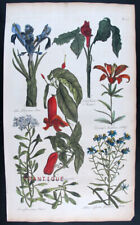 1757,ANTICA STAMPA J.HILL mano/col RAME GRANDE FOGLIO BIGONIA & IRIS UYJ