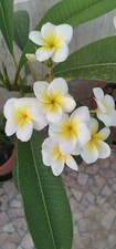 Pianta di frangipani -