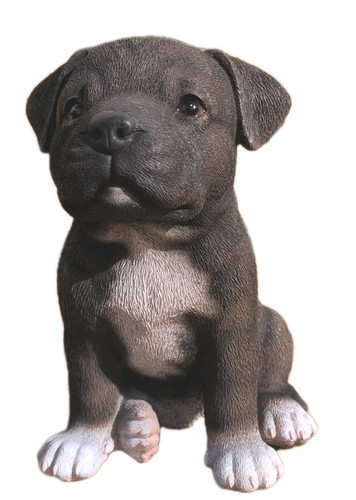 Staffordshire bull terrier - bull,