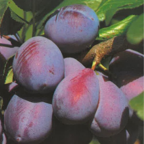 Pianta frutto susino - pianta, da