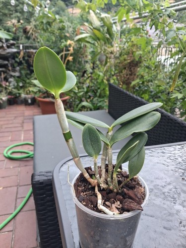 Cattleya loddigesii var