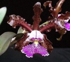 Cattleya schilleriana