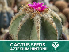 Aztekium Hintonii – 10 Semi
