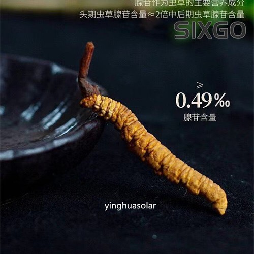 Cordyceps superfood tibet - superfood,