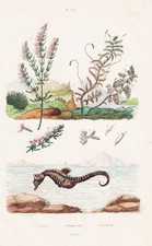 Cavalluccio marino seahorses