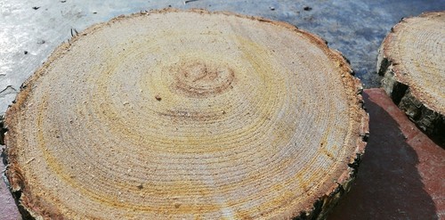 Dischi legno rotondi fette - rotondi,