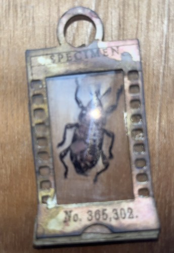 Scivolo esemplare fisarmonica