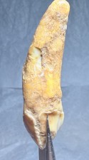 Ursus Spelaeus Fantastico 2”