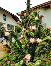 Sale2210 Cactus Spiral Cereus