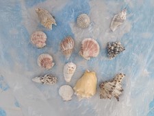 ✅💯 Confezione Di Pregiate