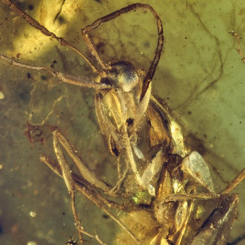 Rara estinta formica - rara,