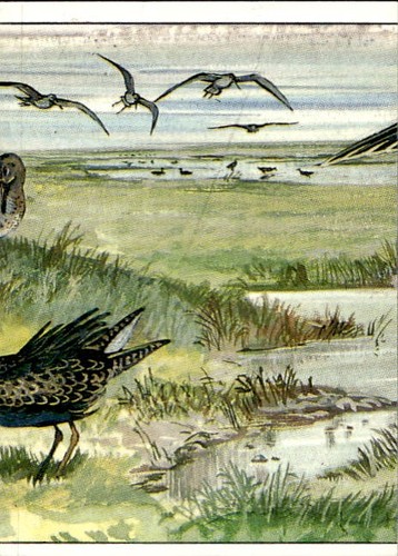Figurina uccelli panini - uccelli, ed.panini