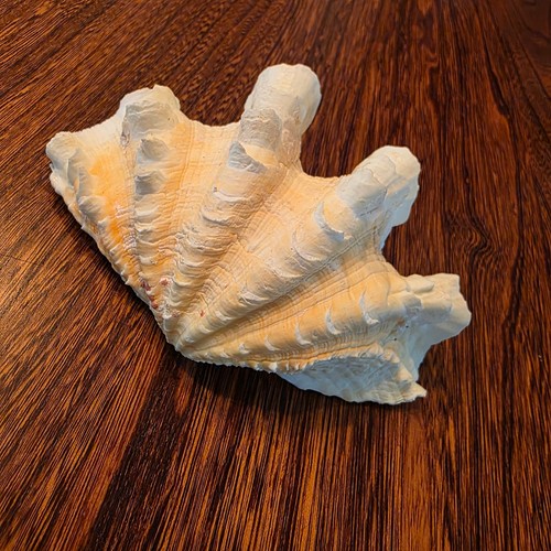 Tridacna squamosa arruffata - squamosa,
