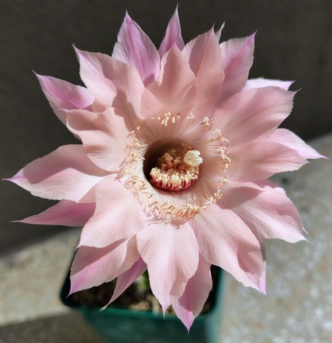 Cactus echinopsis al20 e03 v16 - cactus, al20-e03-v16