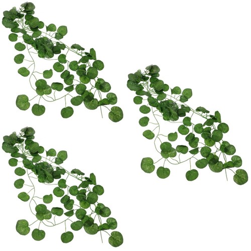Pieces piante per terrario - 3,