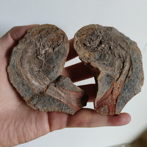 Split fish fossil - fossil, pair