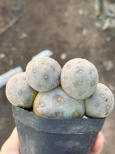 Multi teste tephrocactus - multi,