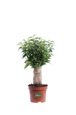 Pianta ficus benjamin - di,