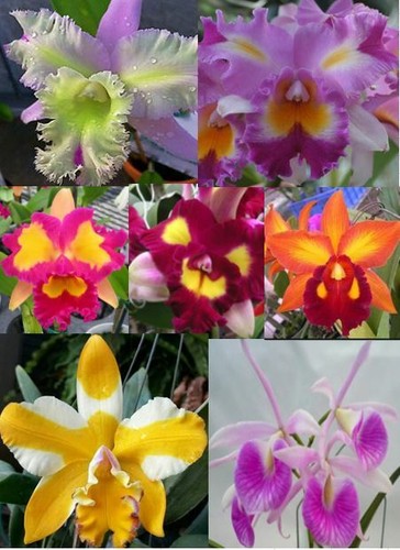 Live orchids premium - 4,