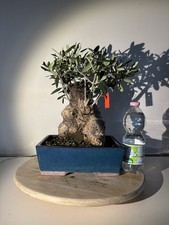 Bonsai Olivo Età 25