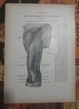 Lotto 2 Stampe Anatomiche