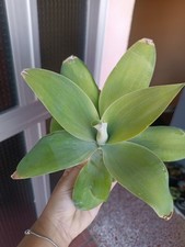 Agave Attenuata Cuello De