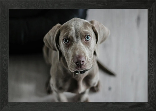 Weimaraner ritratto cucciolo