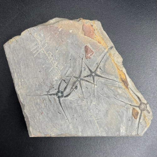 Ophiopinna elegans fossil