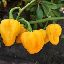 10+ Yellow Naga Brain Pepper