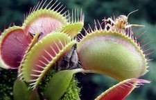 DIONAEA MUSCIPULA GIGANTE - PIANTA CARNIVORA, 25 semi SPEDIZIONE GRATIS