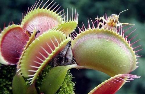 Dionaea muscipula gigante - dionaea,