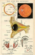 Occhio Bulbo Oculare Iride