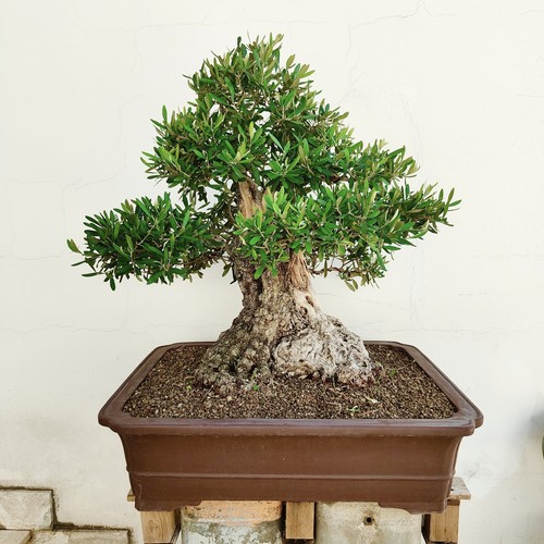 Pre bonsai esemplare ulivo - bonsai,